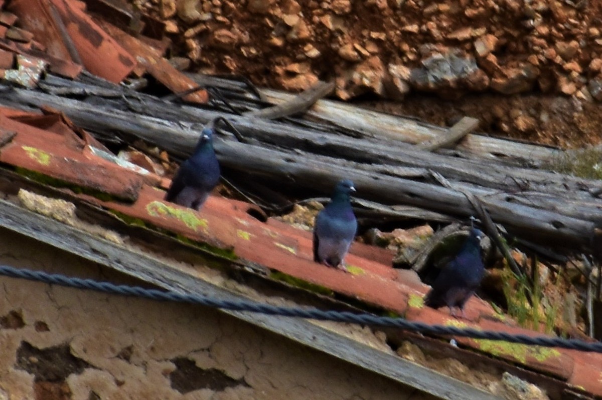 Rock Pigeon (Feral Pigeon) - ML319624251