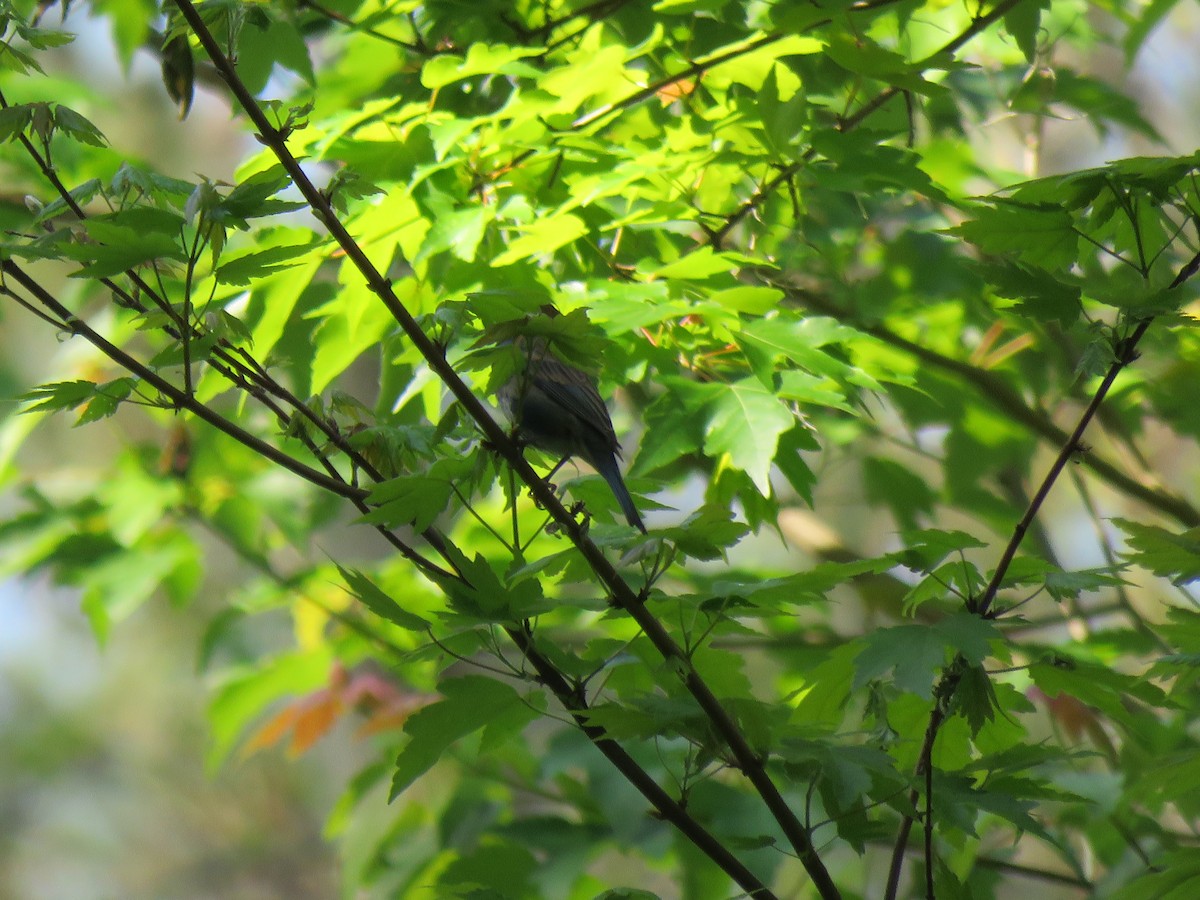 Indigo Bunting - ML319624351