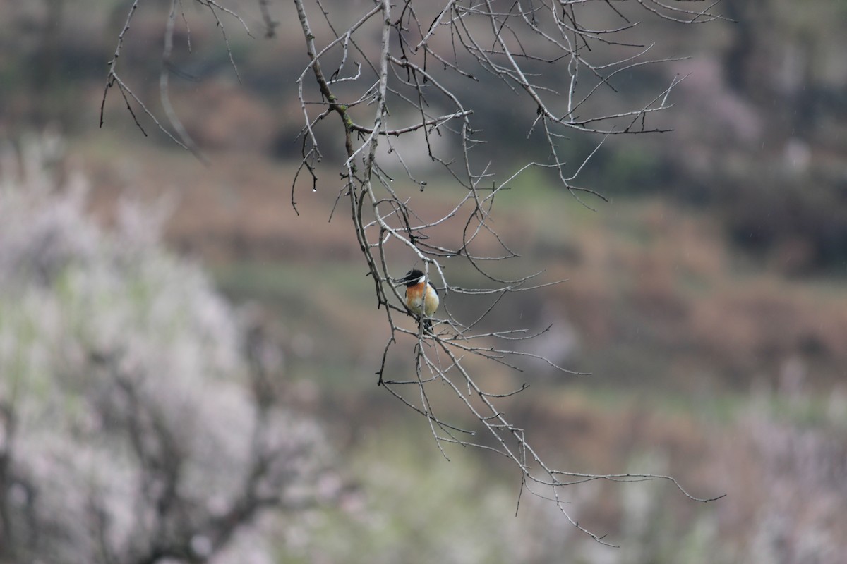 Siberian Stonechat - Firdous Parray