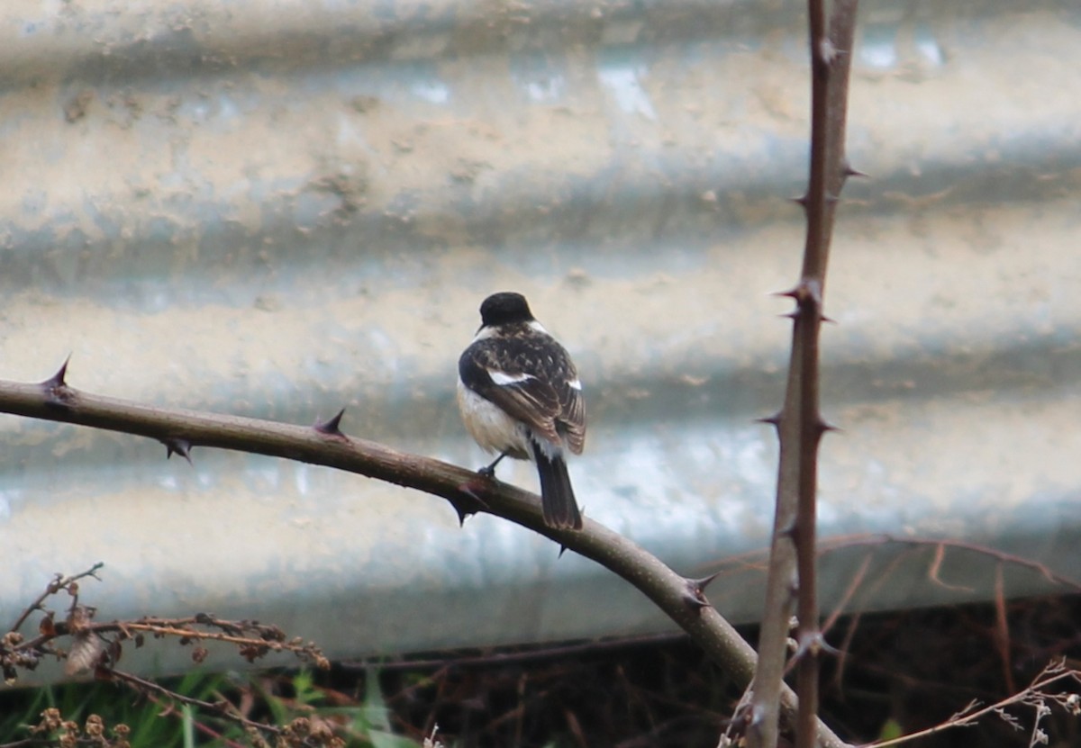 Siberian Stonechat - Firdous Parray