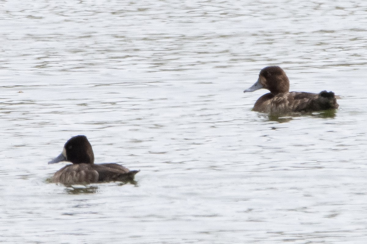 Greater Scaup - ML319626691