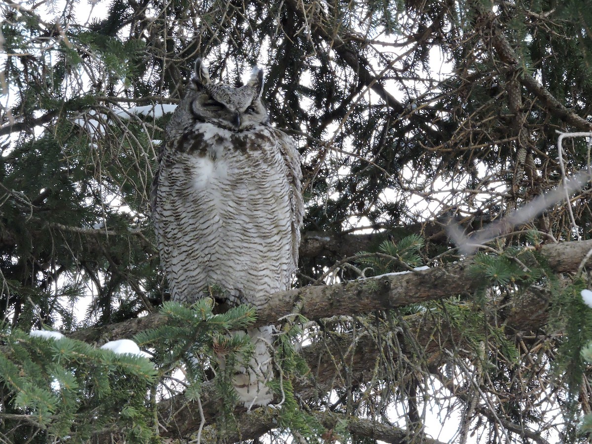 Great Horned Owl - Aaron Roberge