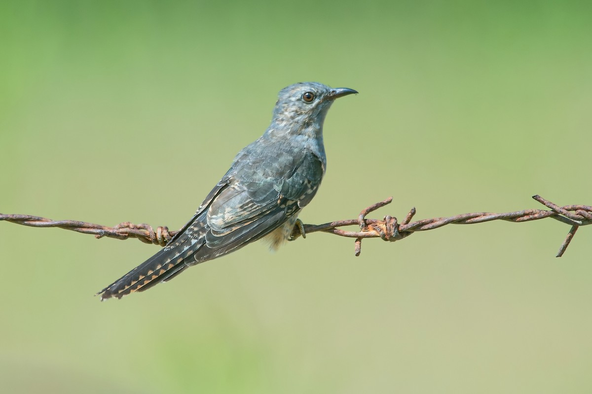 Plaintive Cuckoo - ML319627401