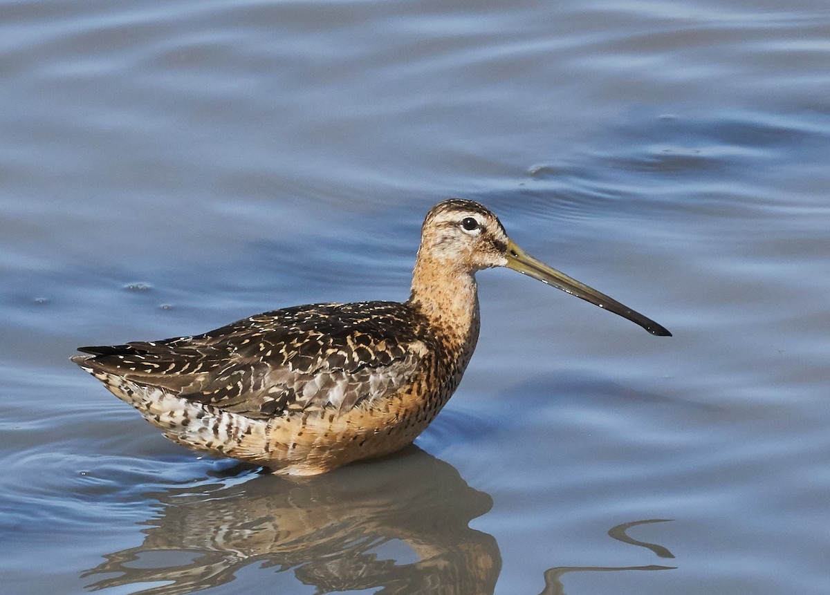 langnebbekkasinsnipe - ML31962781