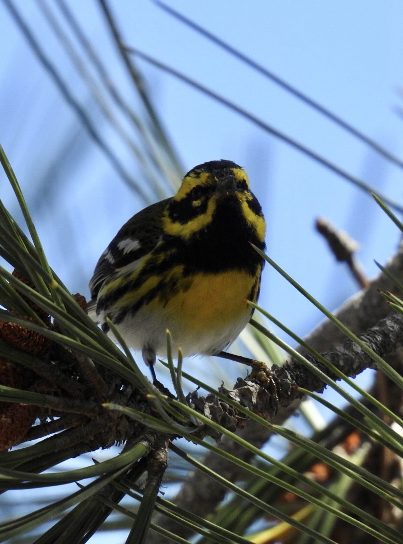 Townsend's Warbler - ML319628421