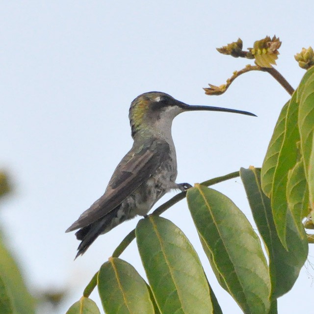 Colibrí de Barbijo - ML319629061