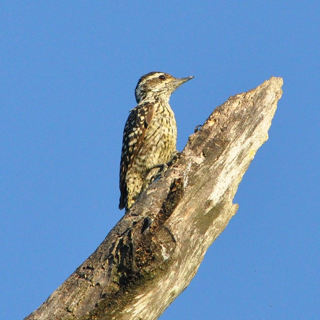 Checkered Woodpecker - Andrés Cecconi