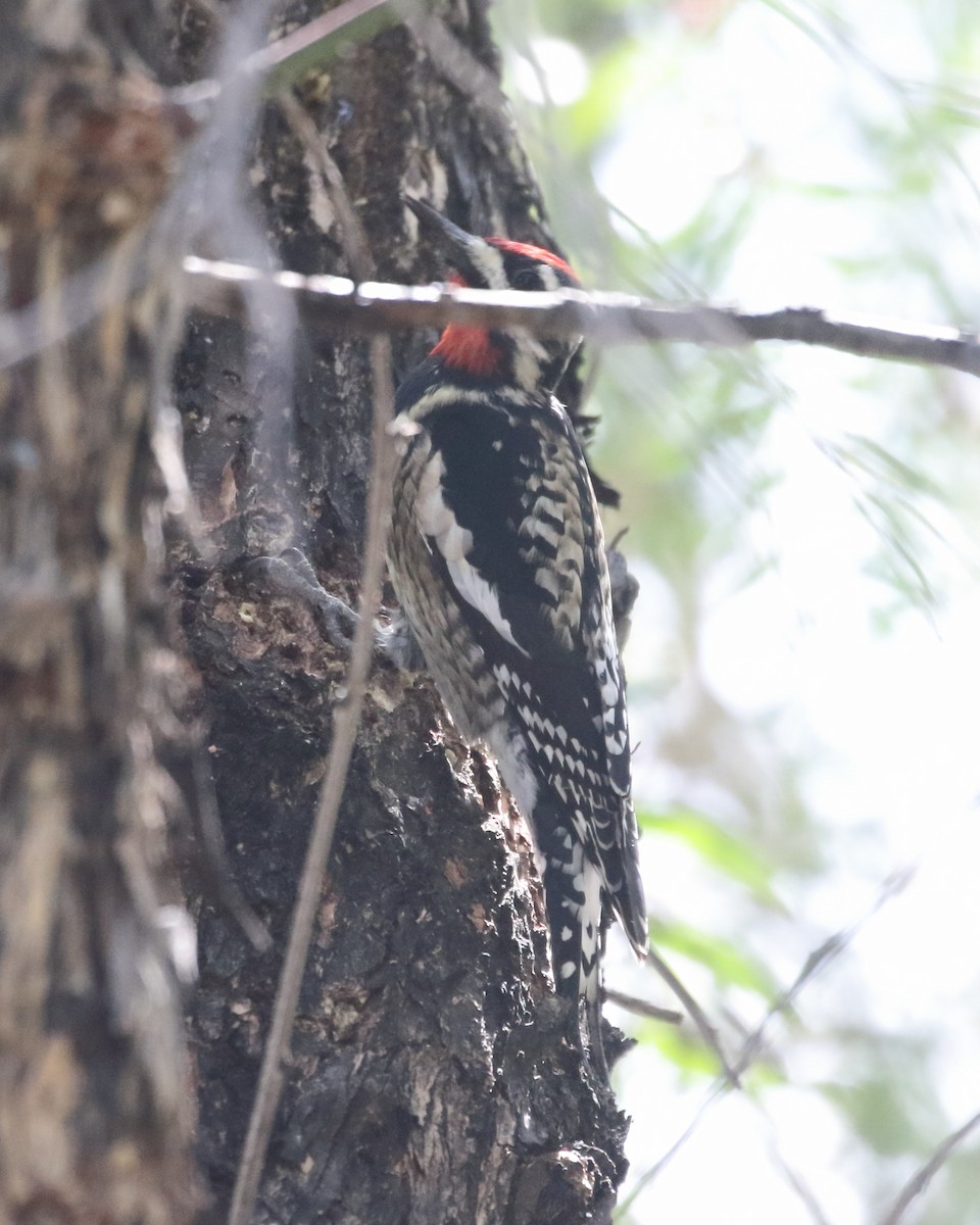 Yellow-bellied Sapsucker - ML319629821