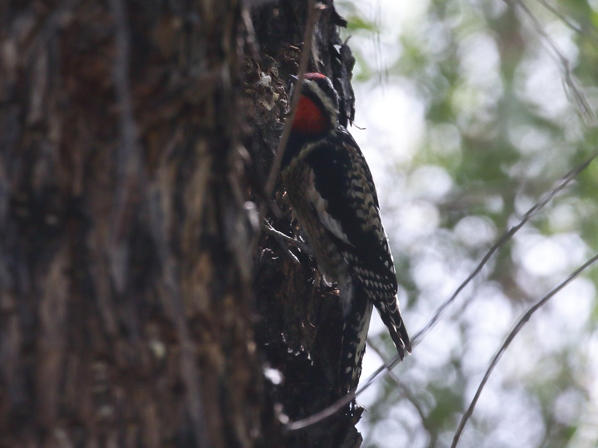 Yellow-bellied Sapsucker - ML319629841