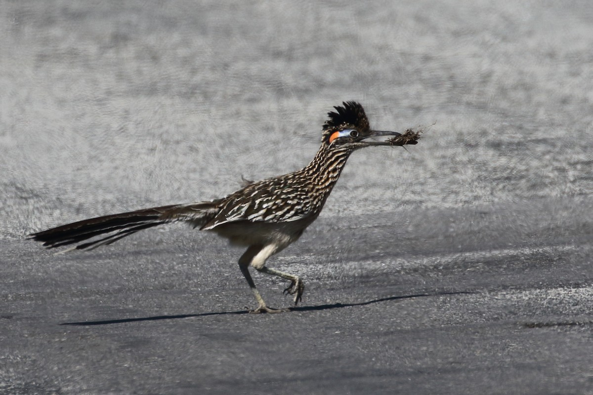 Greater Roadrunner - ML319630001