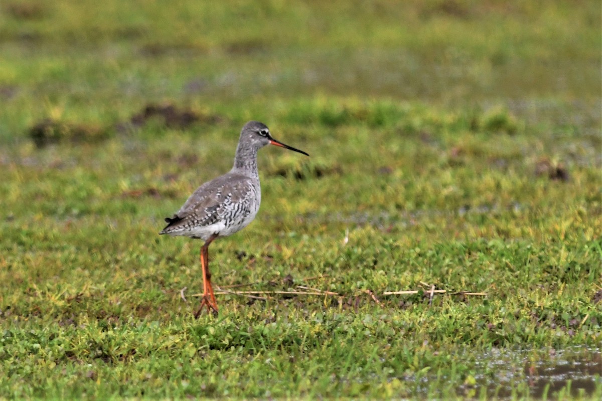 Spotted Redshank - ML319630021