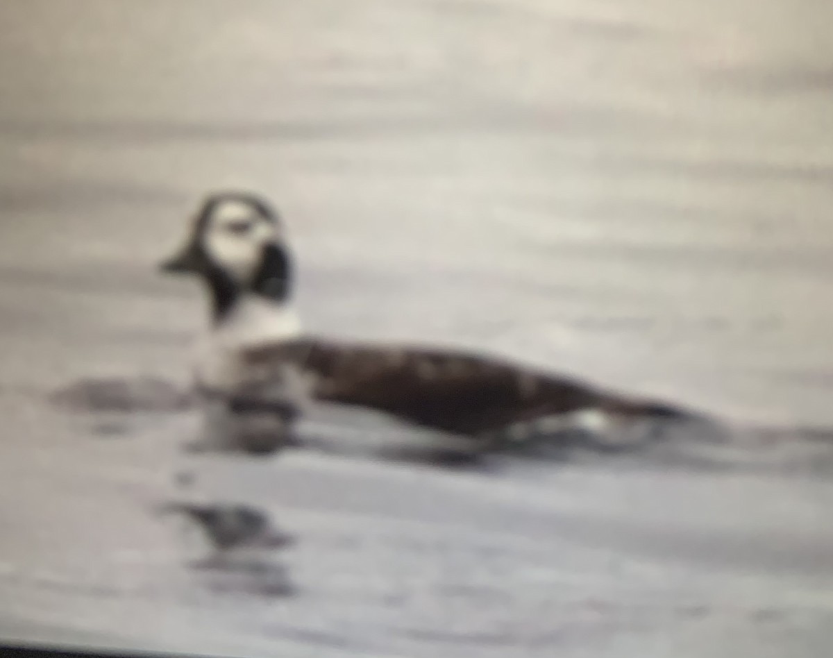 Long-tailed Duck - laura endt