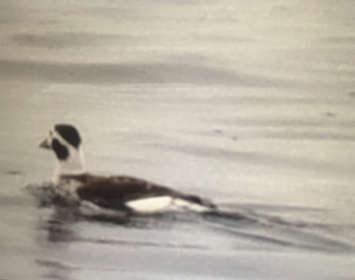 Long-tailed Duck - laura endt