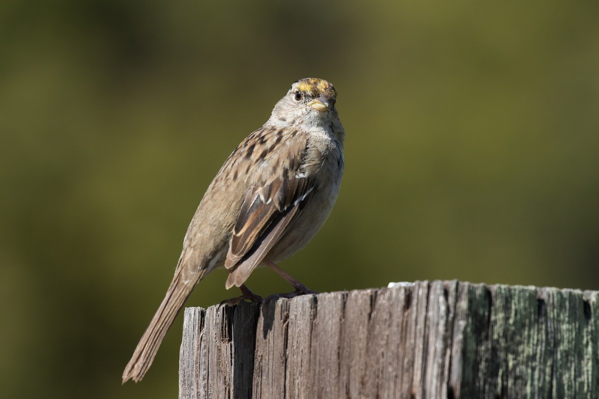 Golden-crowned Sparrow - ML319633541