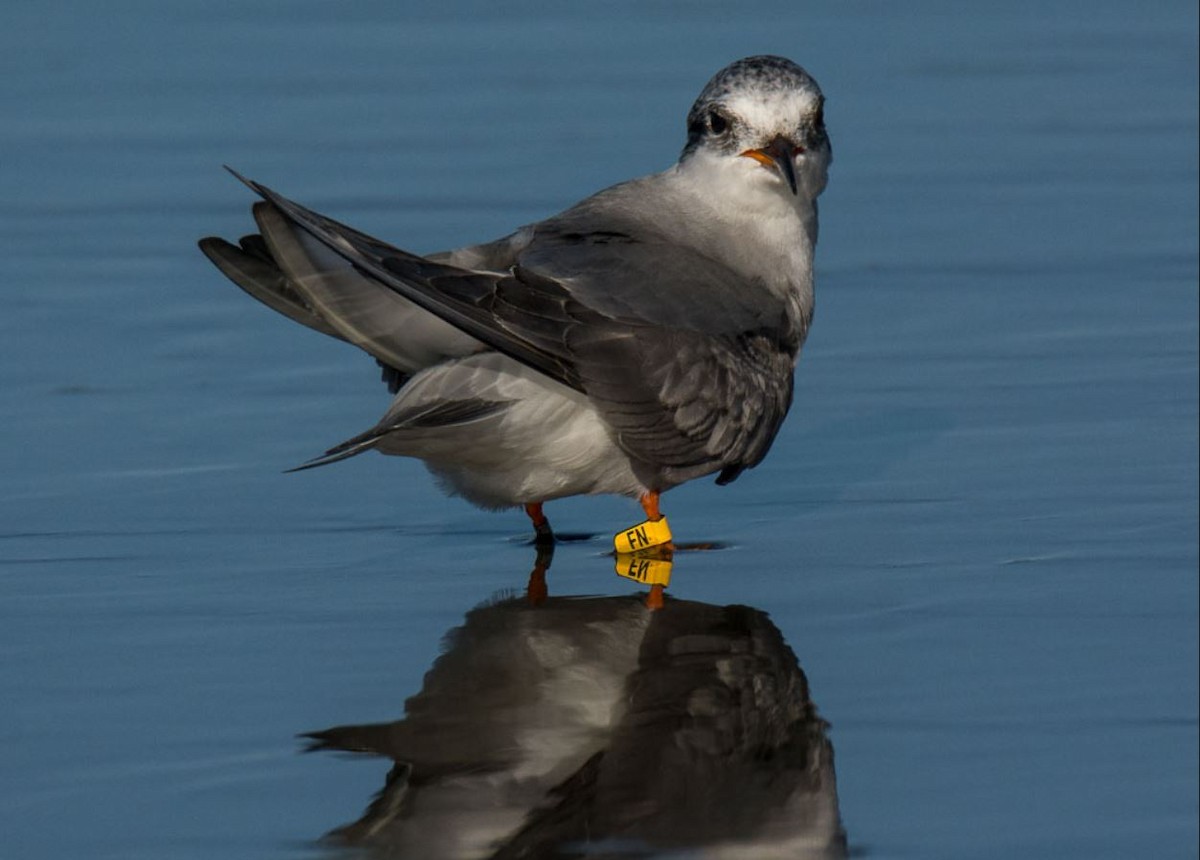 Black-fronted Tern - ML31963521