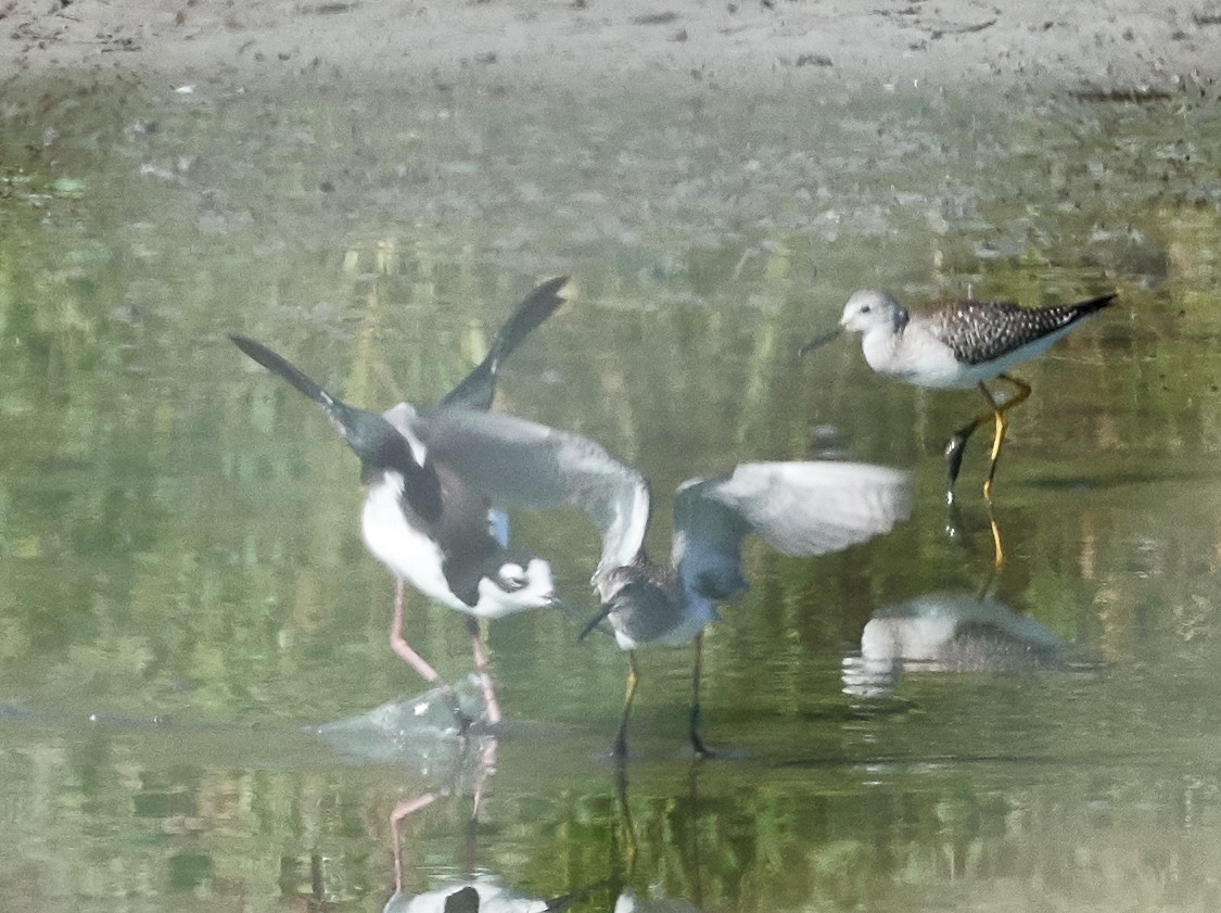 Lesser Yellowlegs - ML31963551