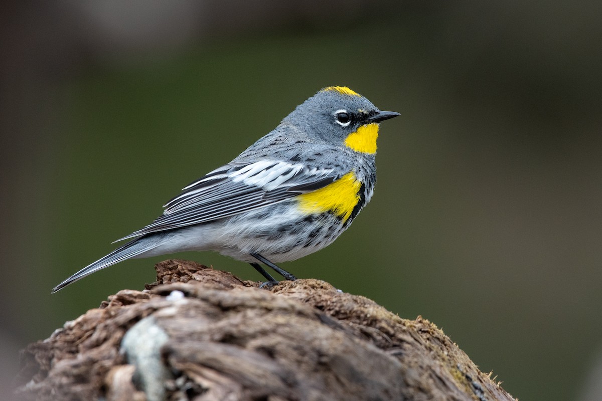 Yellow-rumped Warbler - ML319635731