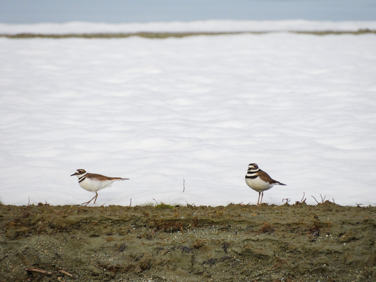 Killdeer - ML319636061