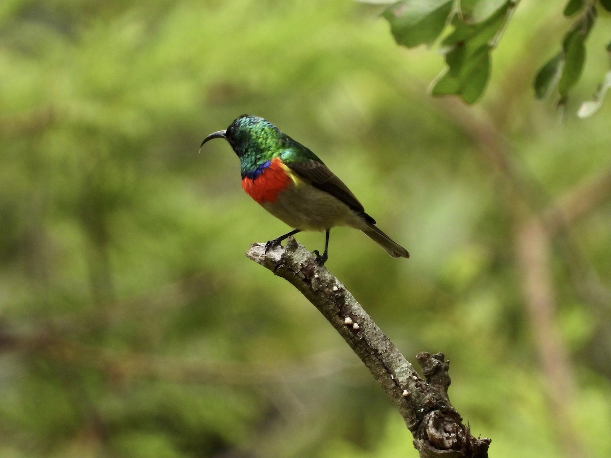 Eastern Miombo Sunbird - ML319636511