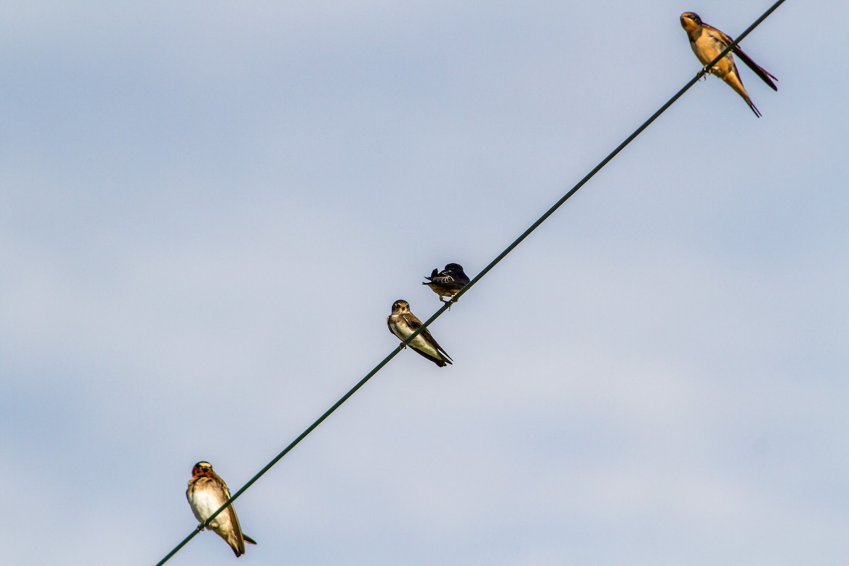 Bank Swallow - Bruce Gates