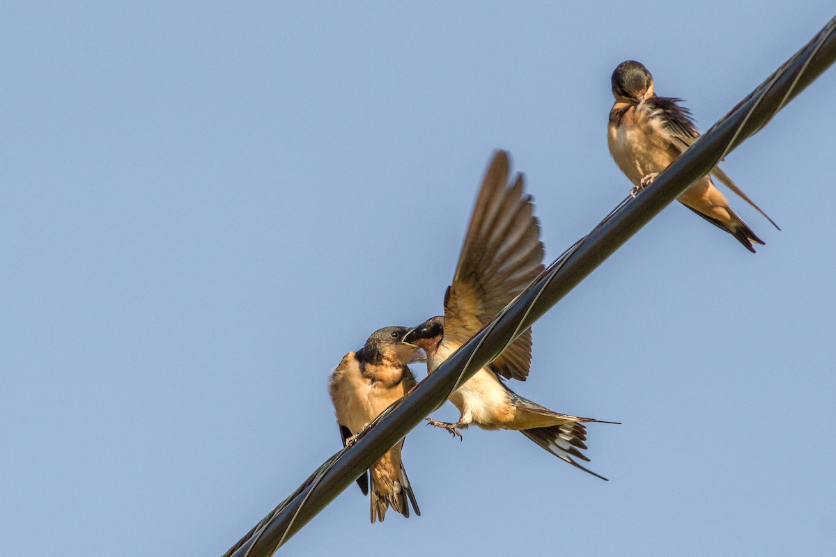 Barn Swallow - ML31964201