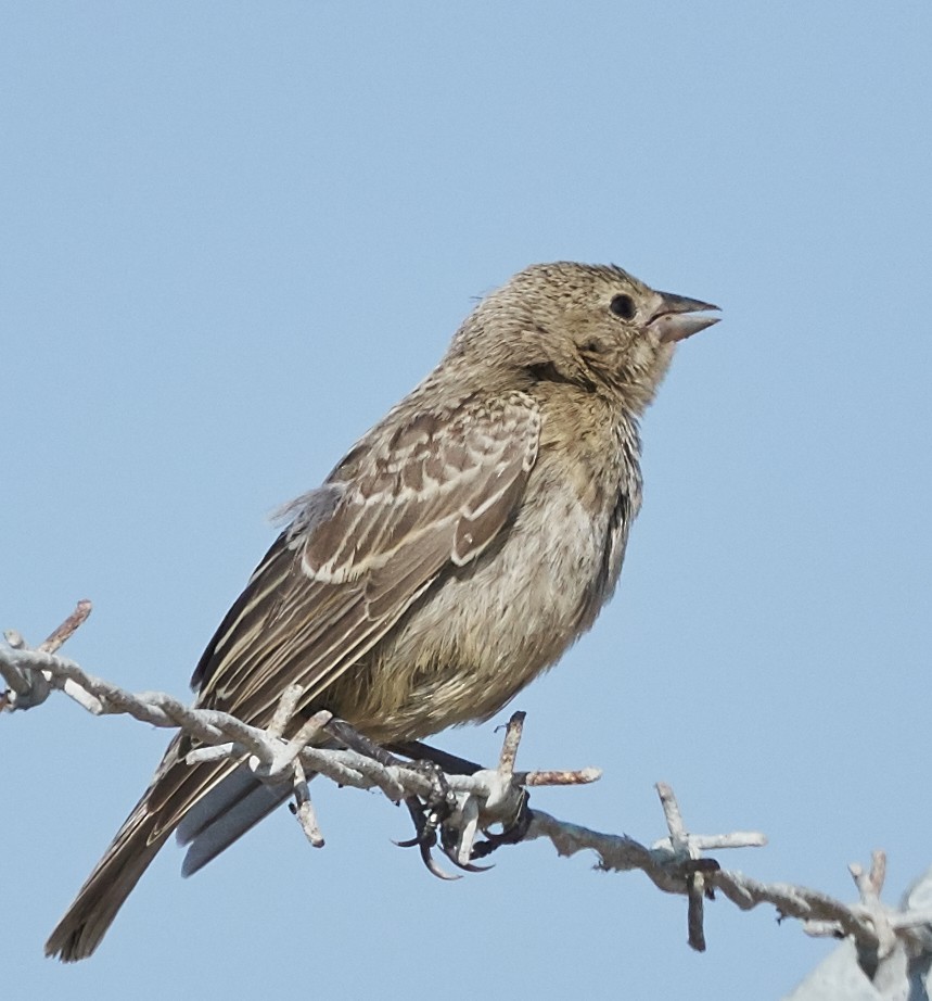 Brown-headed Cowbird - ML31964261