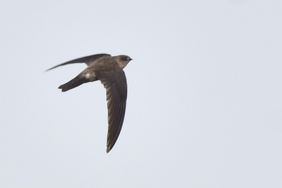 Himalayan Swiftlet - ML319642751