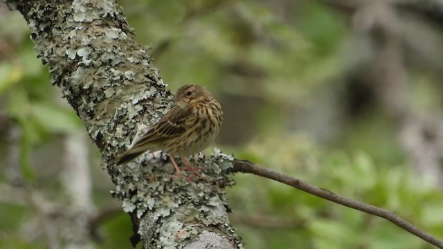 Tree Pipit - ML319642831