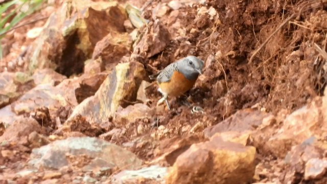 Miombo Rock-Thrush - ML319643041