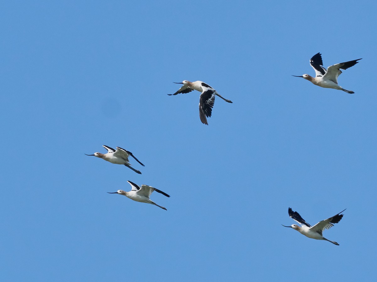 American Avocet - ML31964381