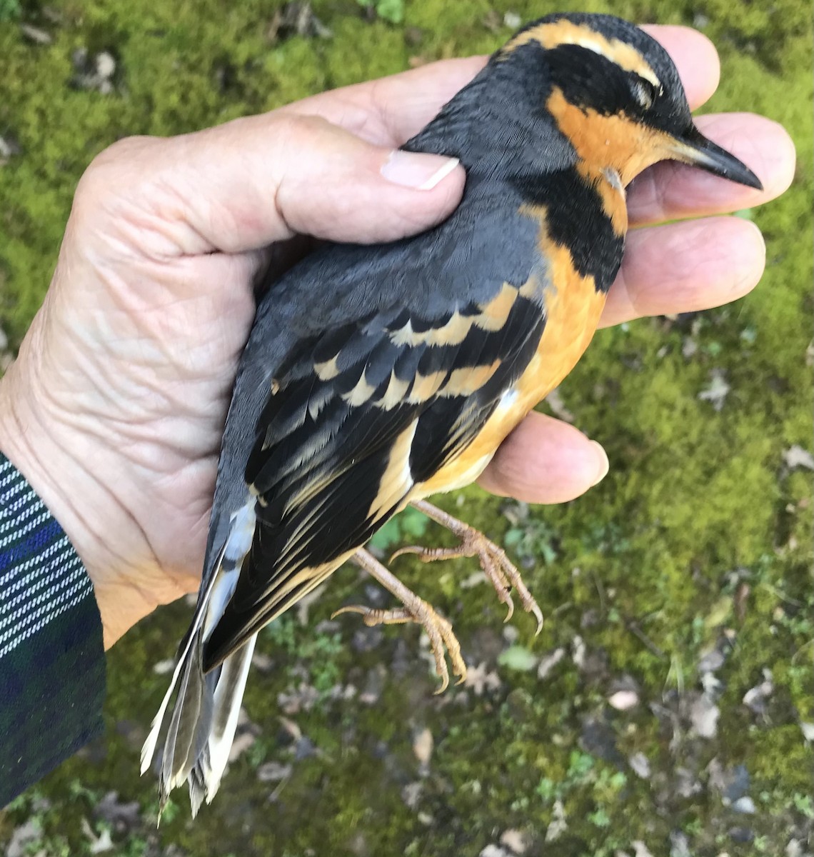 Varied Thrush - ML319644951