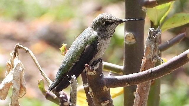 Anna's Hummingbird - ML319646711