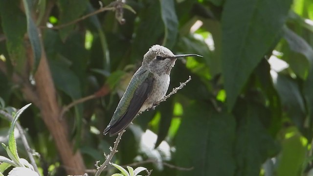 Anna's Hummingbird - ML319647011