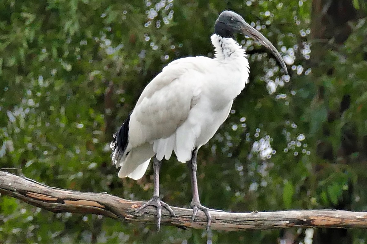 ibis australský - ML319648891
