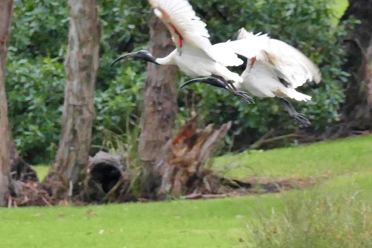 ibis australský - ML319648911