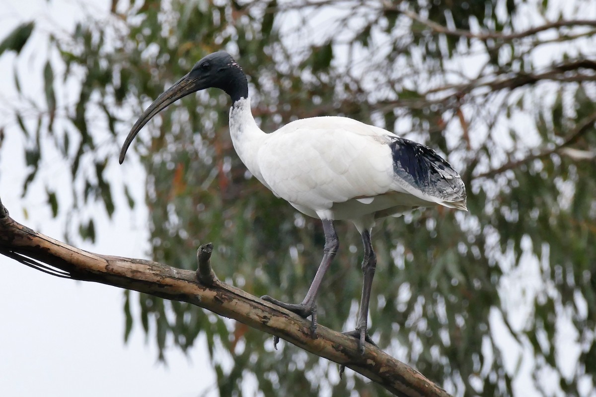 ibis australský - ML319648921