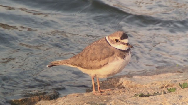 Long-billed Plover - ML319649761