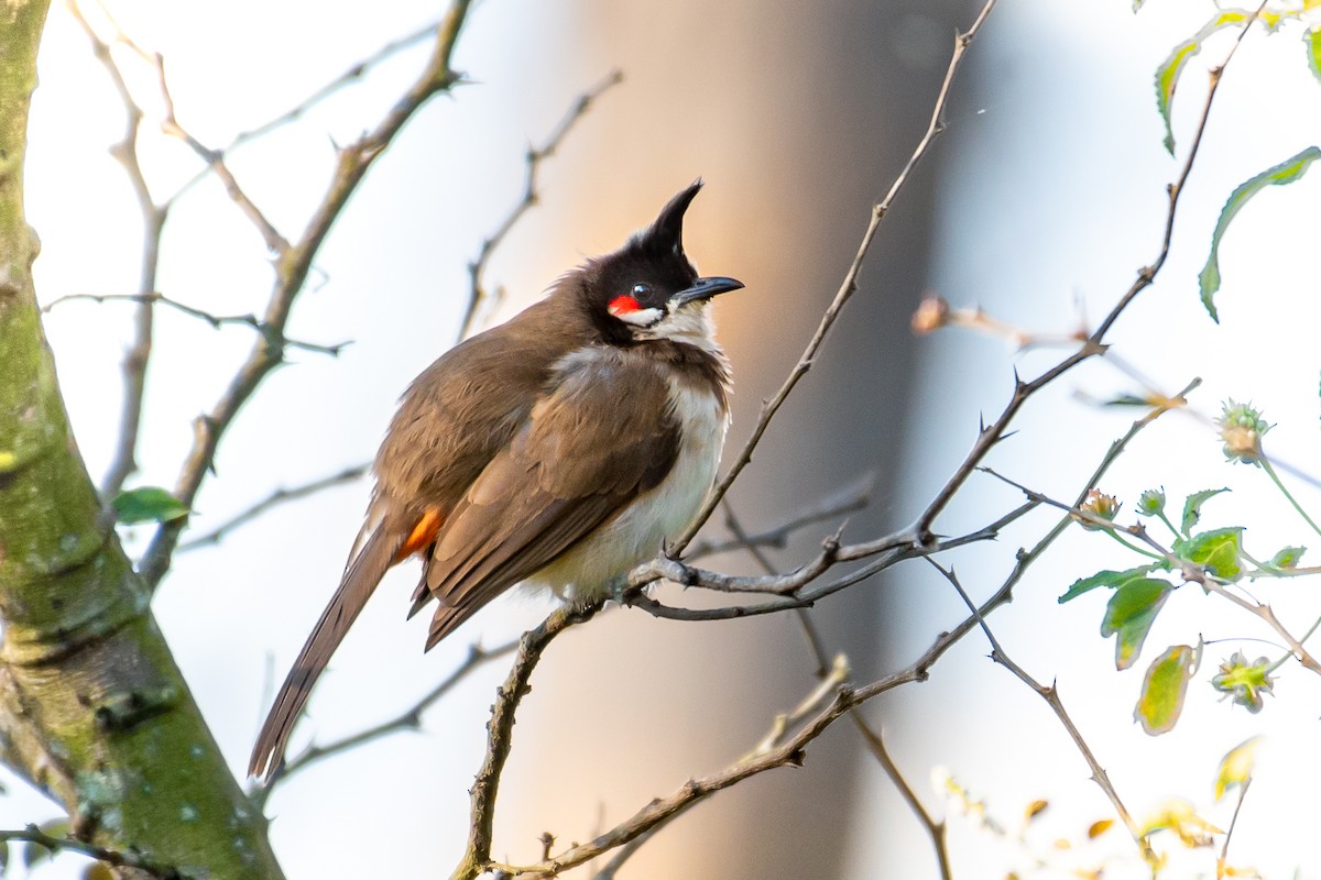 Red-whiskered Bulbul - ML319651251