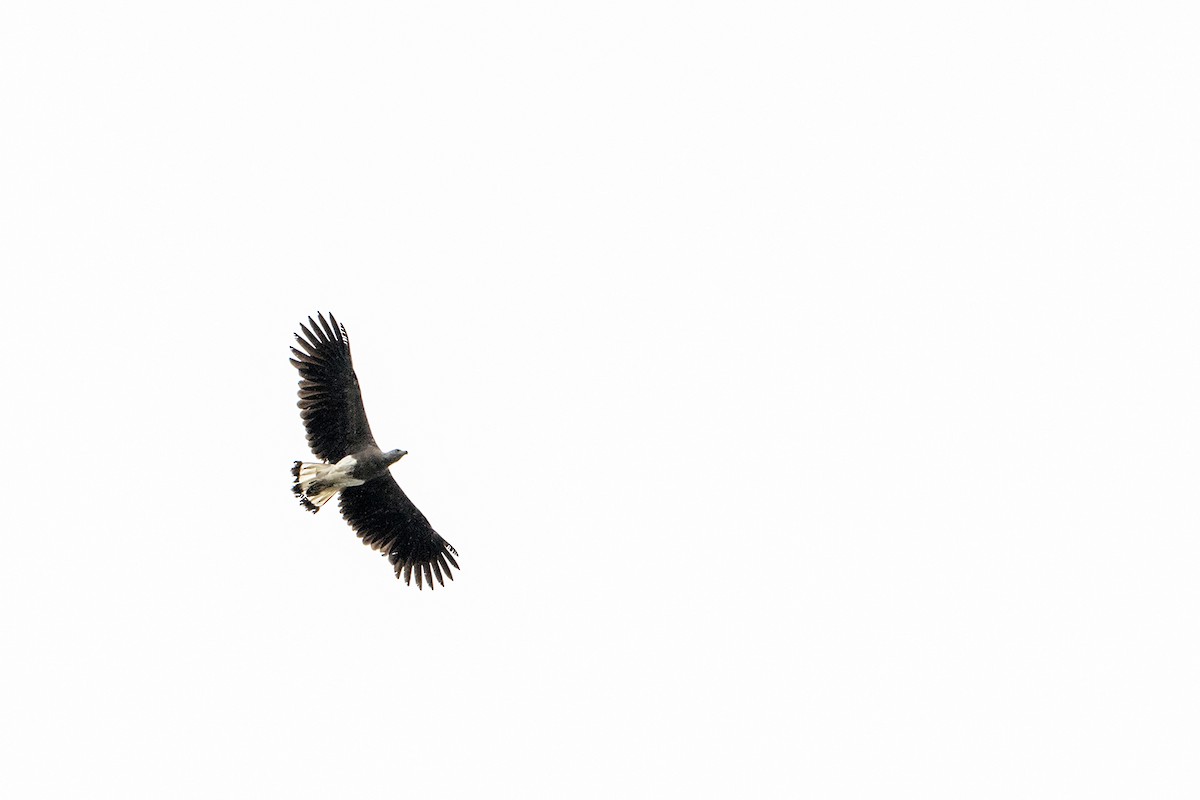 Gray-headed Fish-Eagle - RNVK Deepak