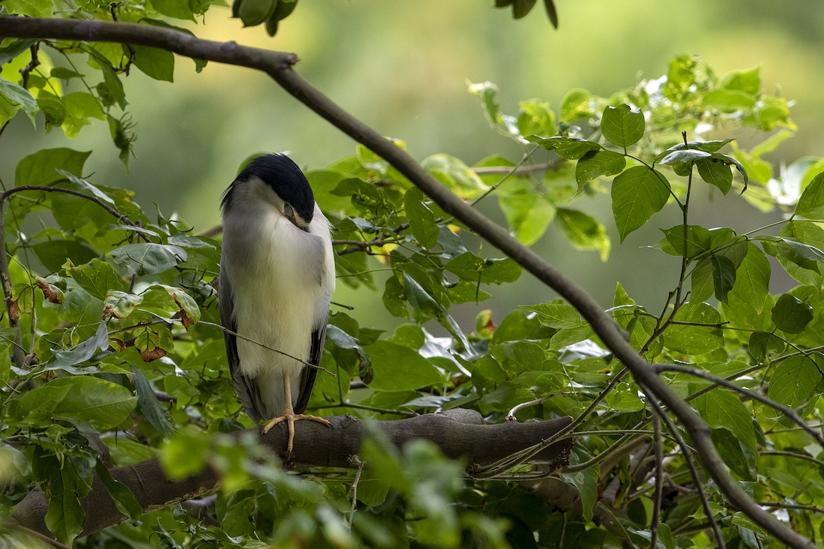 Black-crowned Night Heron - ML319652961