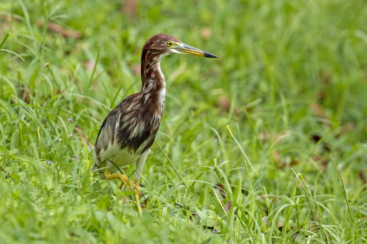 Chinese Pond-Heron - RNVK Deepak