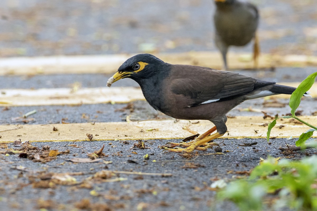 Common Myna - RNVK Deepak