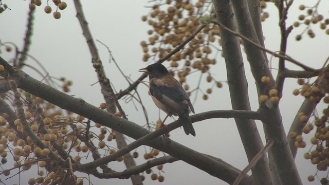Rosy Starling - ML319654171