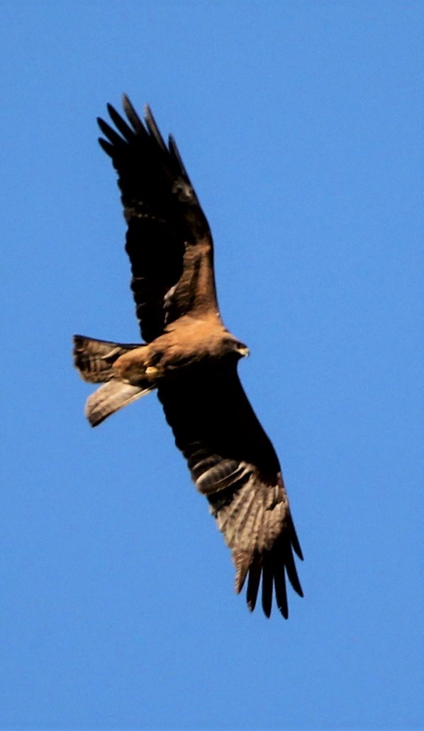 Black Kite - ML319654311