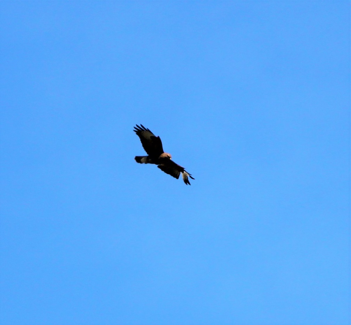 Common Buzzard - ML319654321