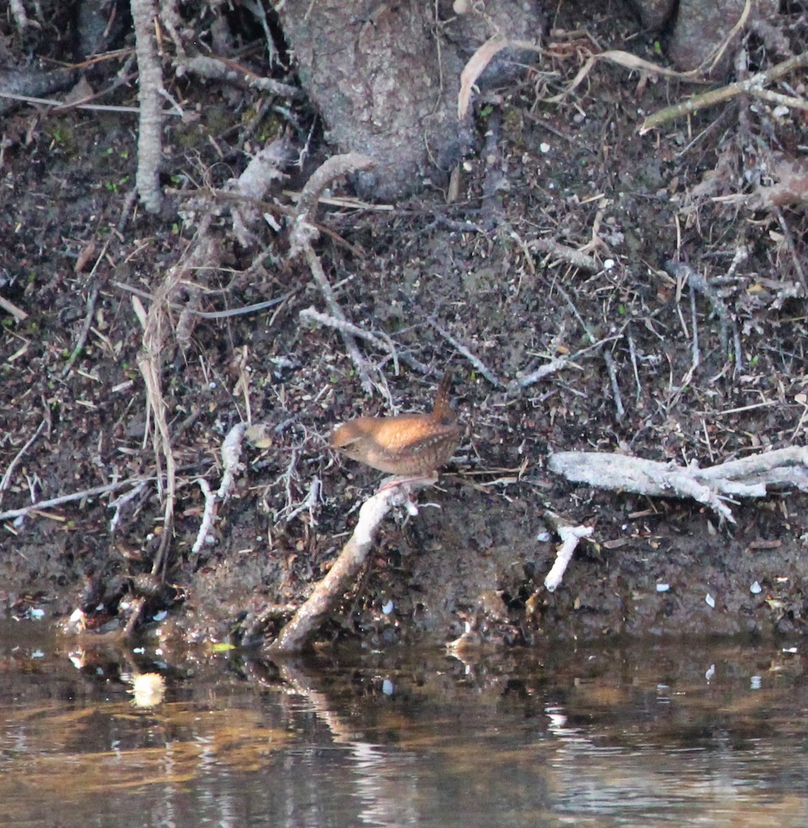 Eurasian Wren - ML319654441