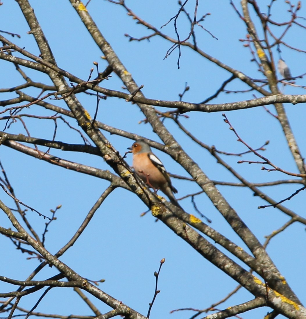 Common Chaffinch - ML319654461