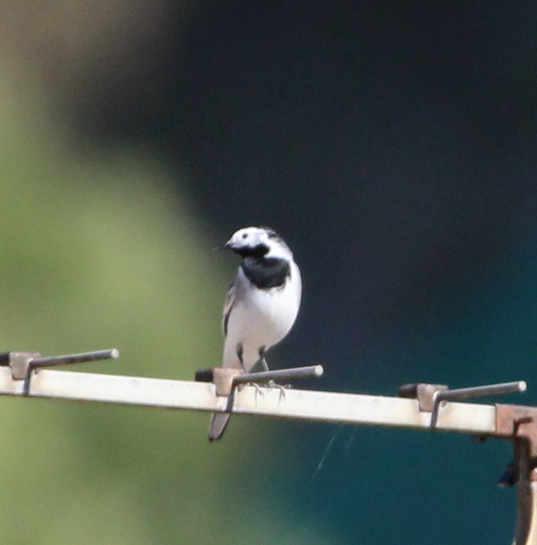 White Wagtail (British) - ML319654471