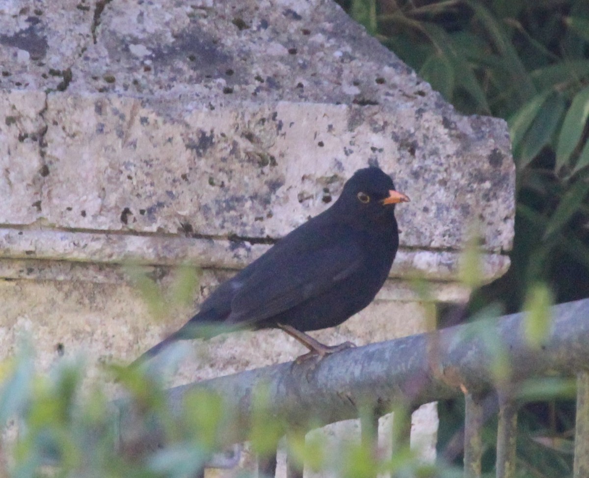 Eurasian Blackbird - ML319654561