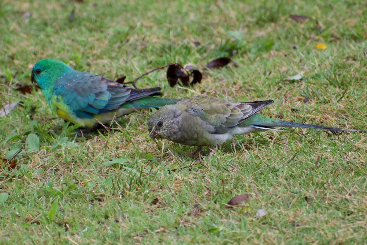 Red-rumped Parrot - ML319655541